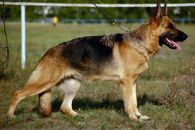 Kleines Bild von Cora von der Waldesruh